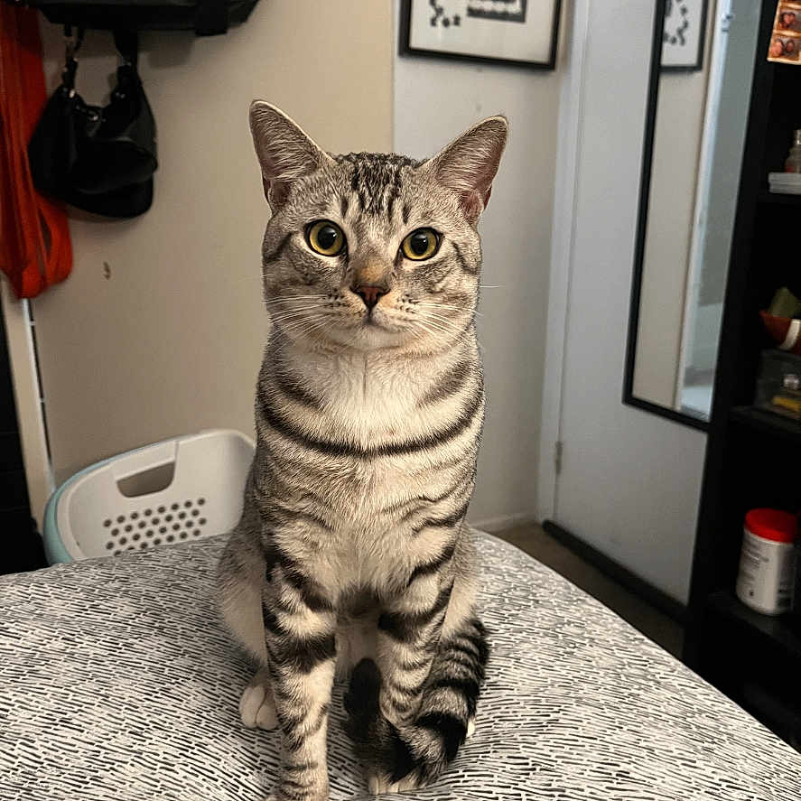 Mikalo joined the competition — help win amazing prizes! animal, bag, cat, chair, curious, ears, eyes, feline, framed_picture, fur, home, indoor, looking, mirror, patterned_surface, pet, sitting, striped, tabby, whiskers