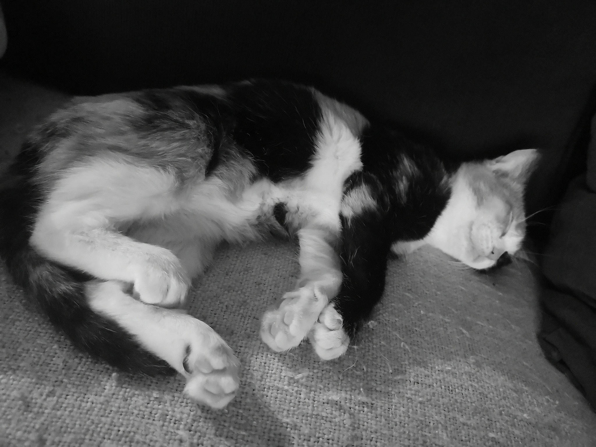 Choukette a rejoint le concours — aidez-le/la à gagner de superbes lots ! black, black_and_white, carnivore, cat, claw, domestic_short_haired_cat, european_shorthair, felidae, fur, kitten, leg, nap, paw, polydactyl_cat, sleep, small_to_medium_sized_cats, style, tail, whiskers, white