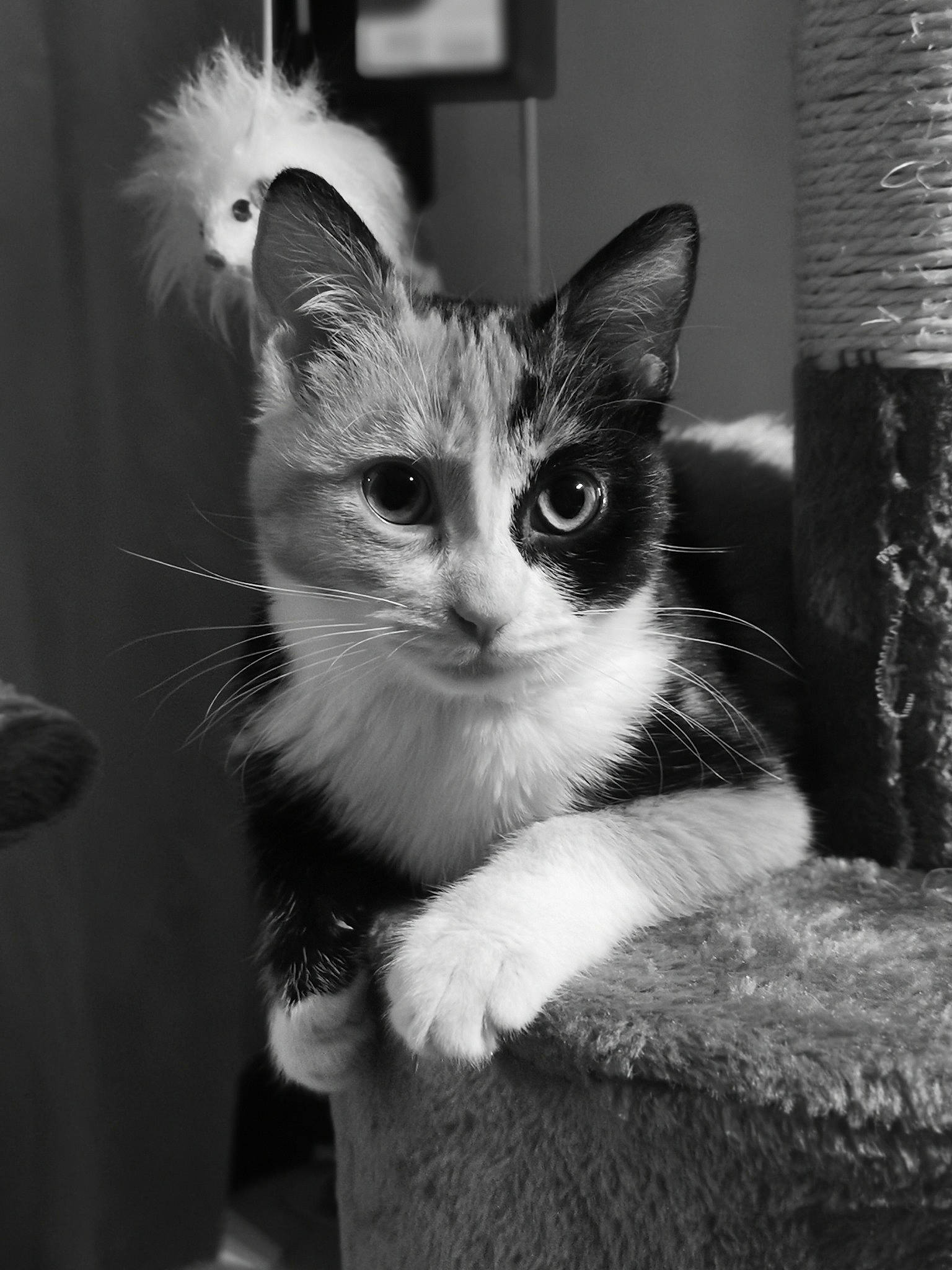 Choukette participe au concours pour gagner de l'argent avec cette photo : asian, black, black_and_white, carnivore, cat, domestic_short_haired_cat, ear, eye, felidae, kitten, mammal, monochrome, monochrome_photography, ojos_azules, photography, small_to_medium_sized_cats, snapshot, snout, vertebrate, whiskers