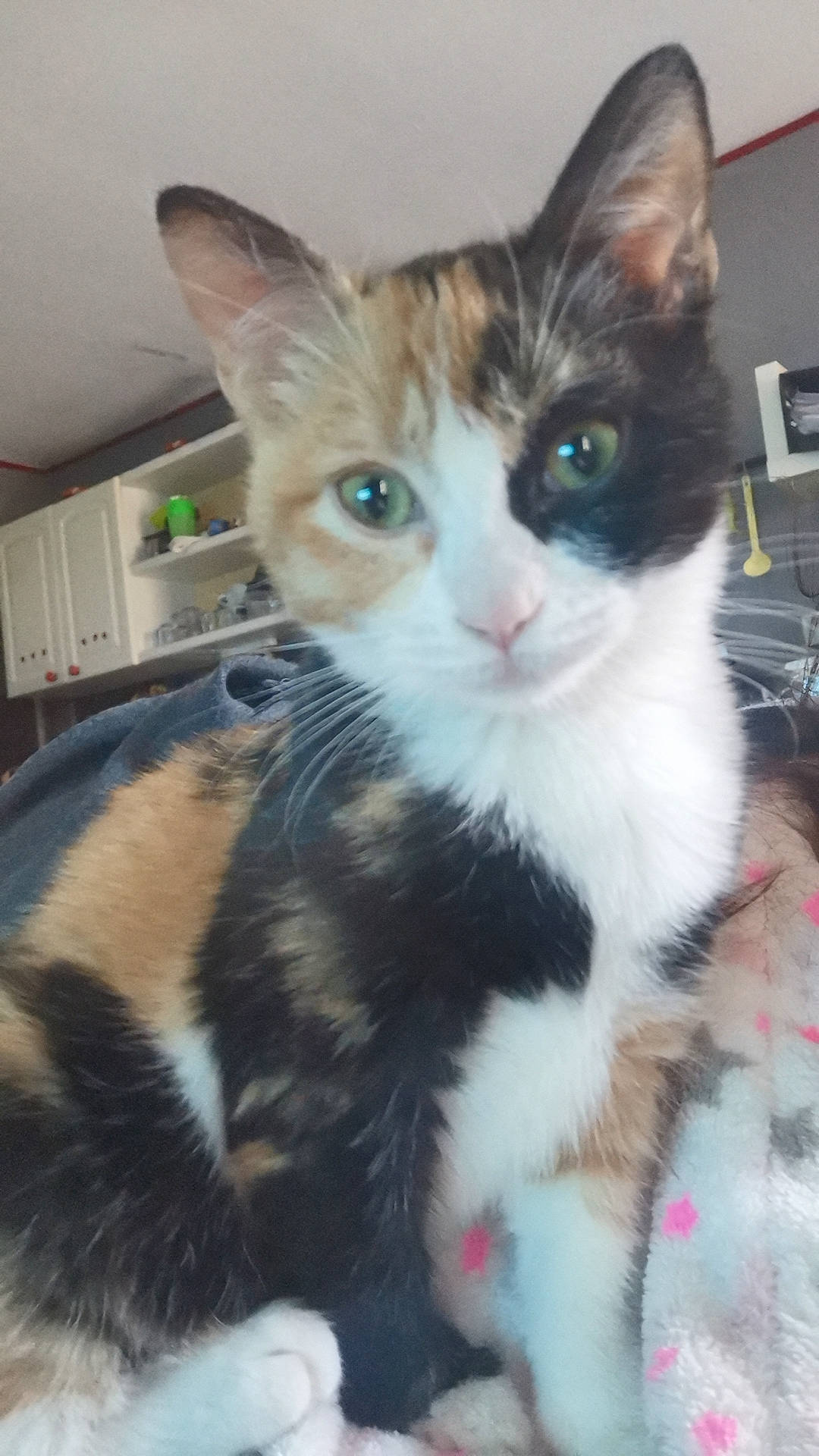 Choukette participe au concours pour gagner de l'argent avec cette photo : aegean_cat, american_wirehair, carnivore, cat, domestic_short_haired_cat, european_shorthair, fawn, felidae, german_rex, kitten, mammal, ojos_azules, polydactyl_cat, small_to_medium_sized_cats, vertebrate, whiskers