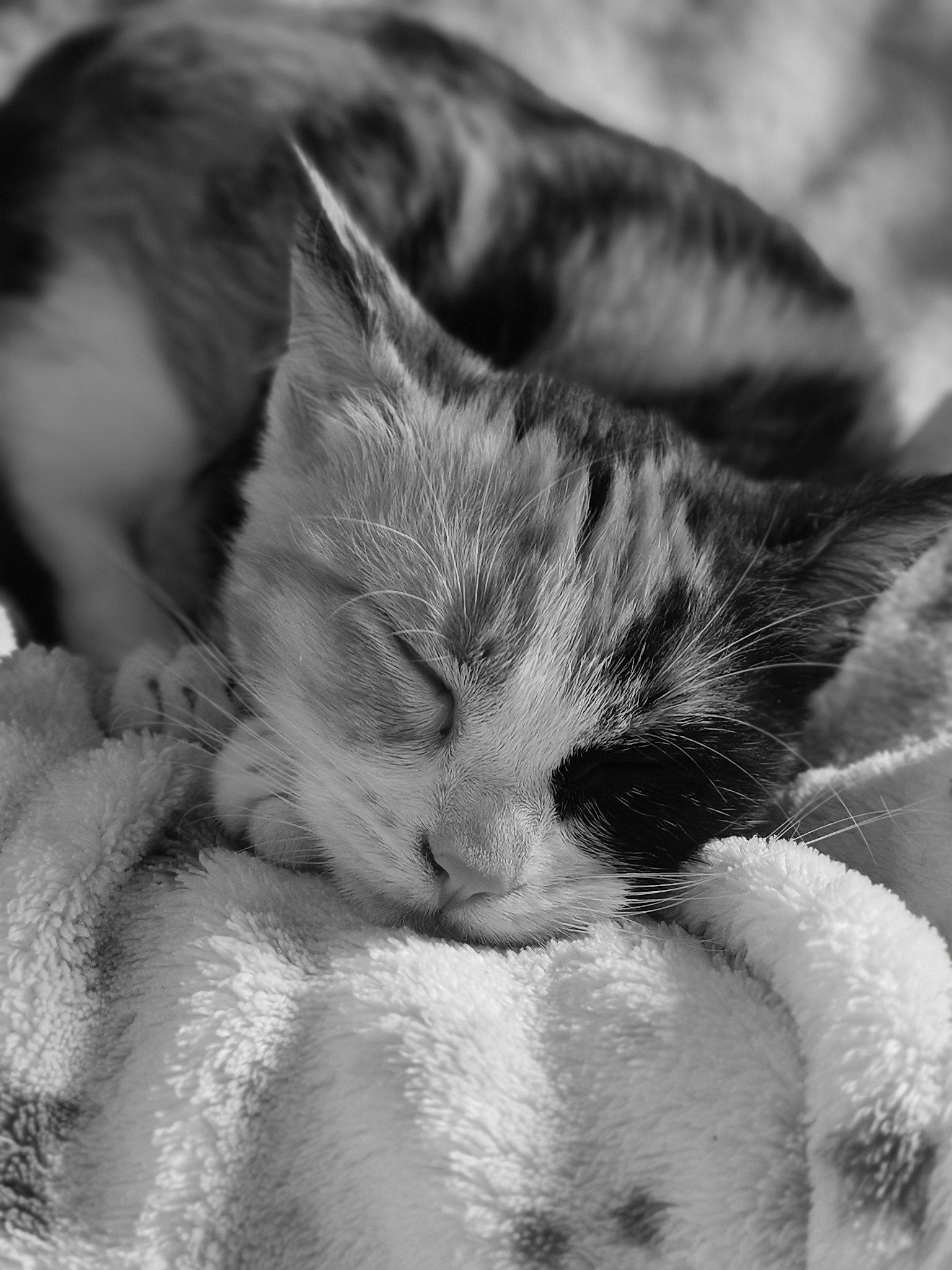 Choukette participe au concours pour gagner de l'argent avec cette photo : asian, black_and_white, carnivore, cat, close_up, ear, eye, felidae, fur, kitten, monochrome, monochrome_photography, nap, nose, sleep, small_to_medium_sized_cats, snout, tabby_cat, whiskers, white