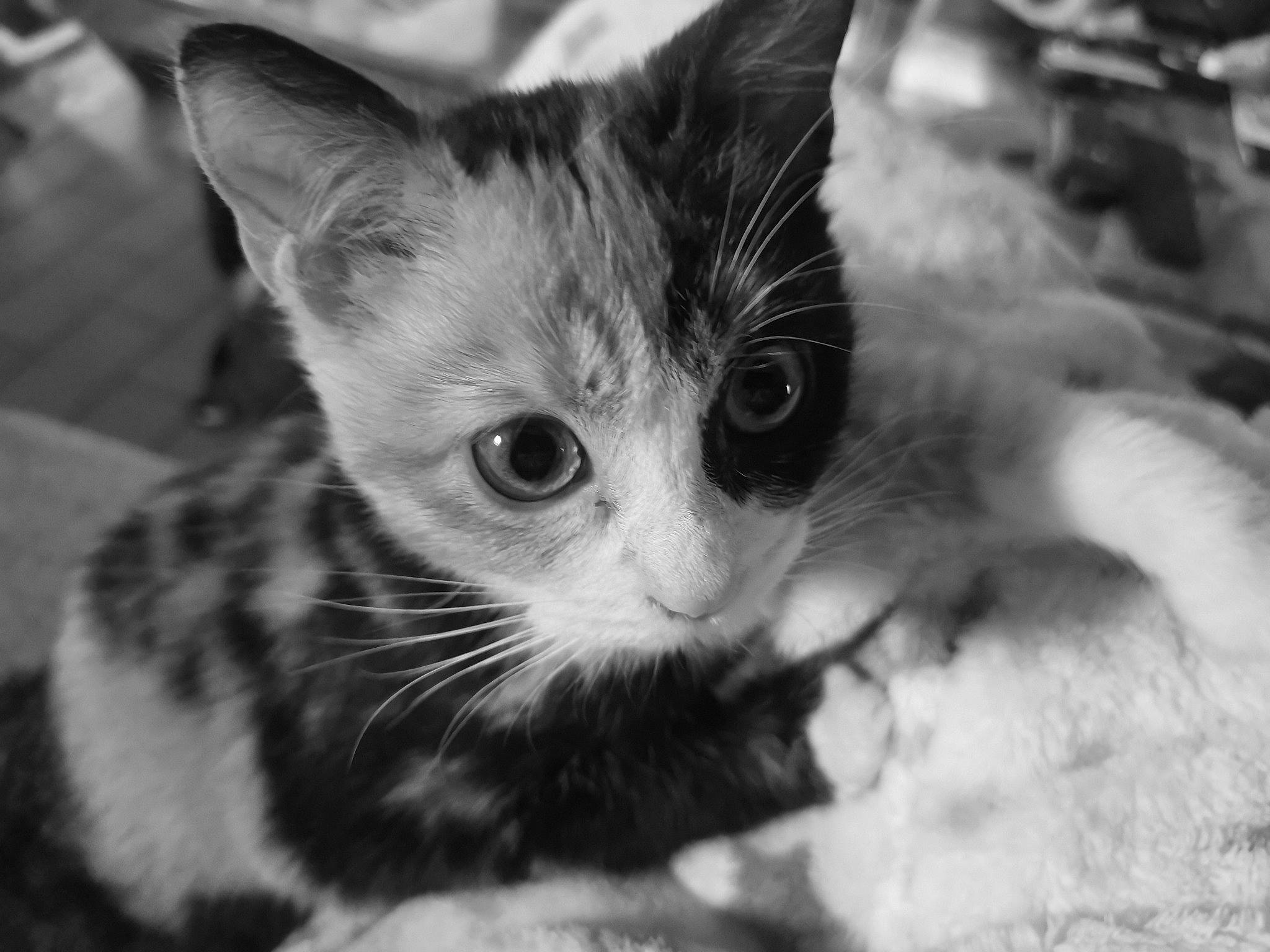 Choukette a rejoint le concours — aidez-le/la à gagner de superbes lots ! aegean_cat, asian, black_and_white, carnivore, cat, domestic_short_haired_cat, ear, european_shorthair, eye, felidae, kitten, mammal, monochrome, monochrome_photography, photography, small_to_medium_sized_cats, snapshot, snout, tabby_cat, whiskers