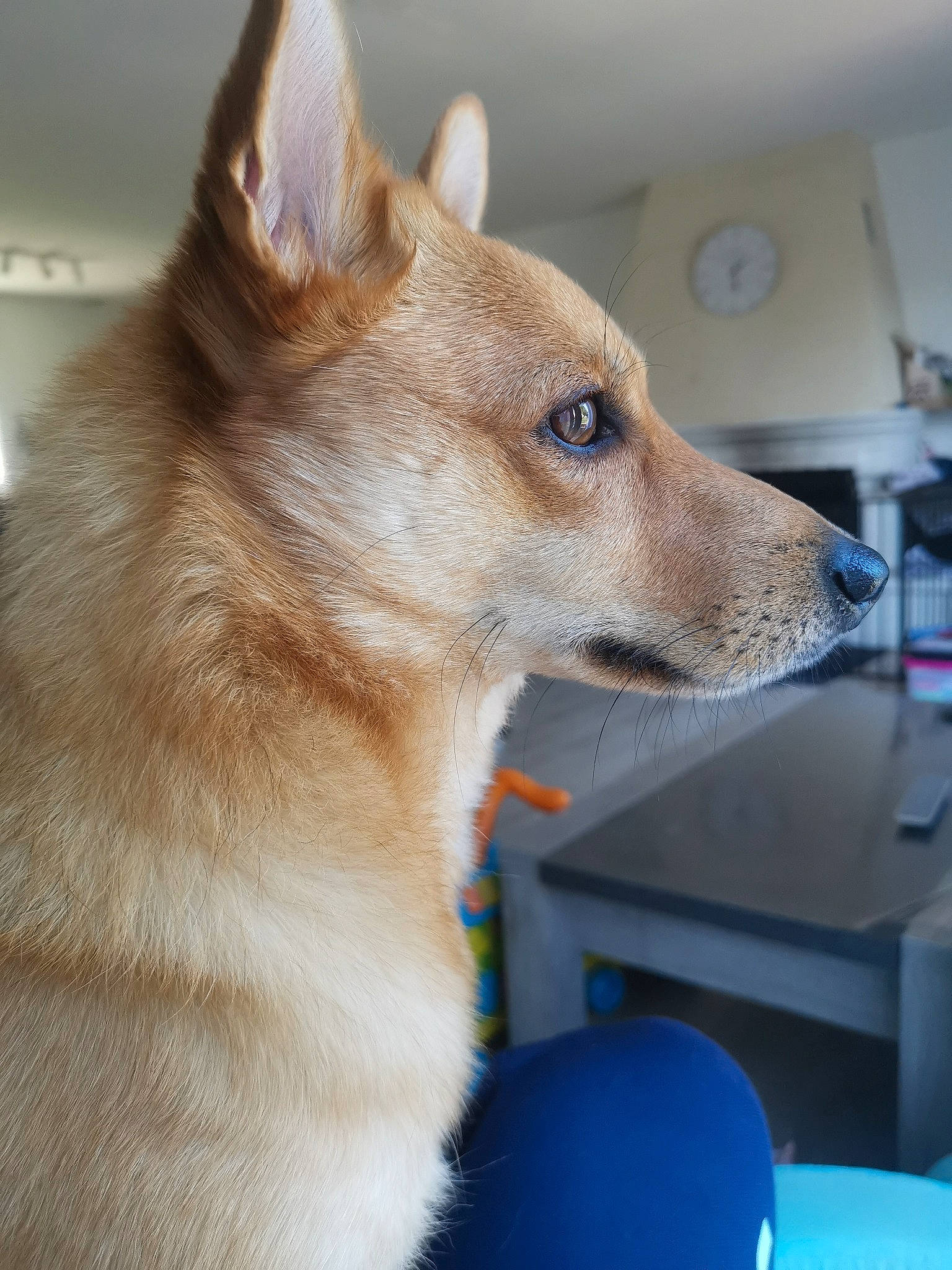 Maïlo participe au concours pour gagner de l'argent avec cette photo : canaan_dog, canidae, carnivore, carolina_dog, dog, dog_breed, korean_jindo_dog, mammal, new_guinea_singing_dog, non_sporting_group, norwegian_buhund, norwegian_lundehund, shikoku, snout, tamaskan_dog, vertebrate, whiskers, wolfdog, working_dog