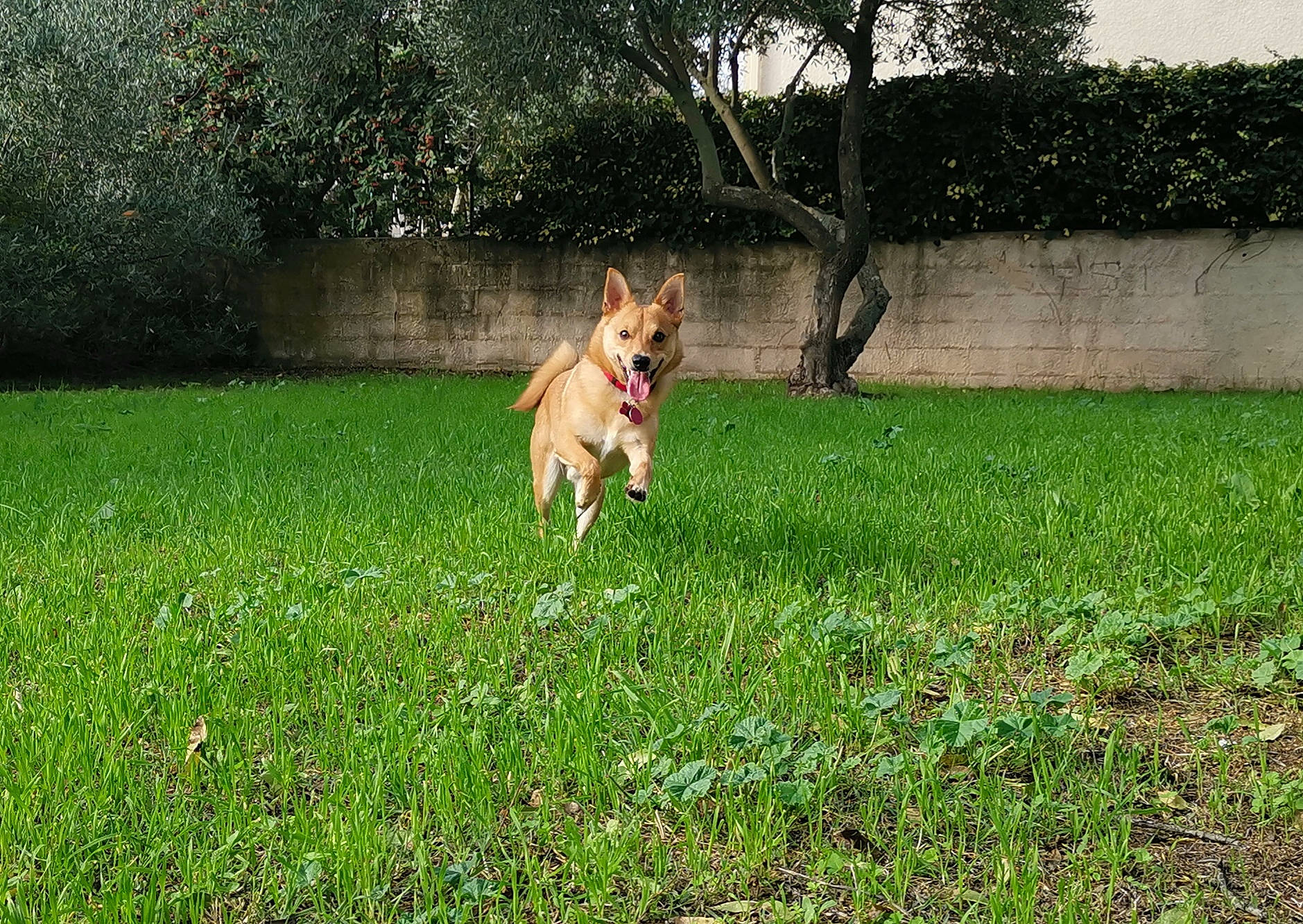 Maïlo participe au concours pour gagner de l'argent avec cette photo : canidae, carnivore, carolina_dog, companion_dog, dog, dog_breed, fawn, grass, lawn, mammal, meadow, norwegian_buhund, pasture, plant, sporting_group, vertebrate, wolfdog