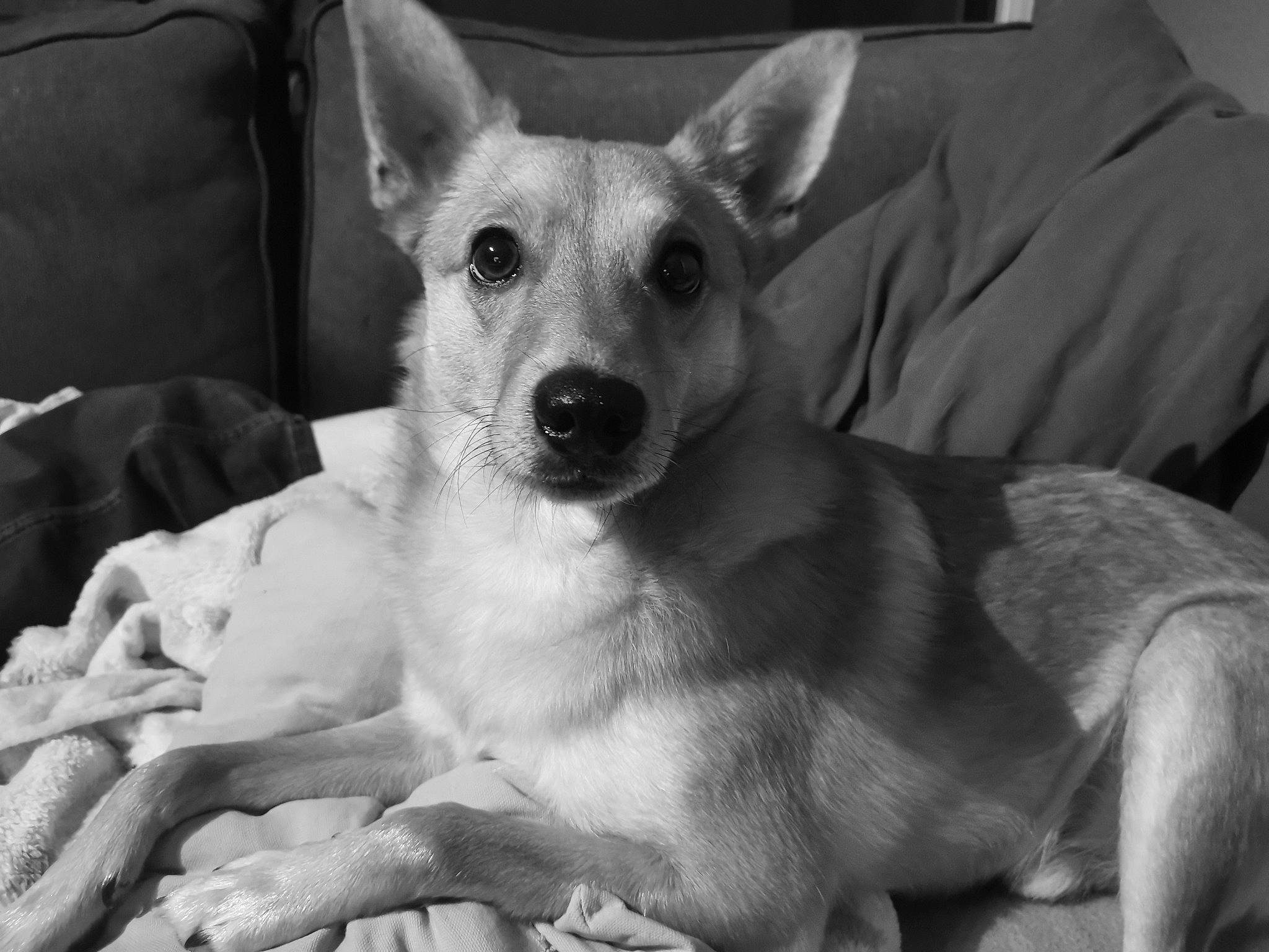 Maïlo participe au concours pour gagner de l'argent avec cette photo : ancient_dog_breeds, black_and_white, canidae, carnivore, chihuahua, companion_dog, corgi_chihuahua, dog, dog_breed, feist, mammal, monochrome, puppy, rare_breed_dog, rat_terrier, snout, street_dog, teddy_roosevelt_terrier, vertebrate, whiskers