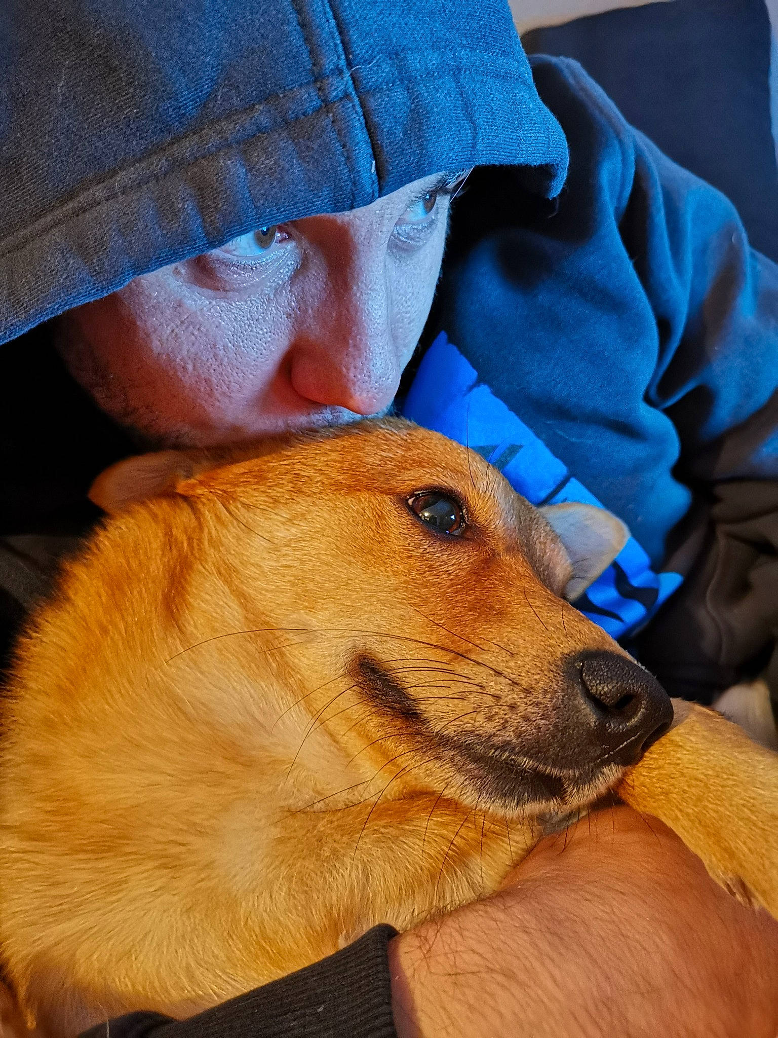 Maïlo participe au concours pour gagner de l'argent avec cette photo : canidae, carnivore, companion_dog, dog, dog_breed, ear, fawn, fur, nose, puppy, puppy_love, snout