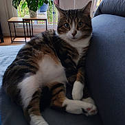 Tao participe au concours pour gagner de l'argent avec cette photo : cat, tabby_cat, indoor, couch, plant, window, furniture, relaxed, pet, paw, leafy_plant, home, living_room, cozy, houseplant, natural_light, resting, fur, domestic_cat, animal