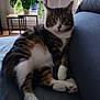 cat, tabby_cat, indoor, couch, plant, window, furniture, relaxed, pet, paw, leafy_plant, home, living_room, cozy, houseplant, natural_light, resting, fur, domestic_cat, animal