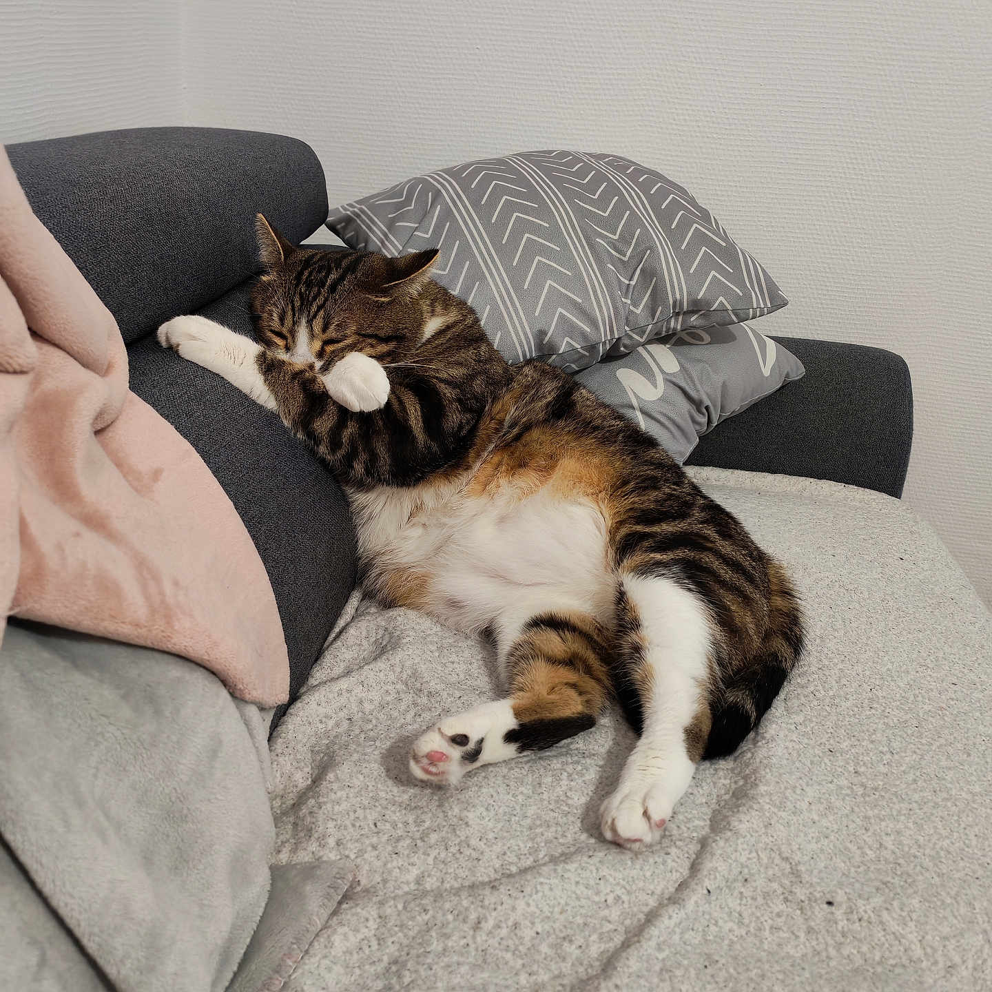 Tao participe au concours pour gagner de l'argent avec cette photo : animal, blanket, cat, comfortable, couch, cozy, cute, domestic, feline, fur, home, indoor, paw, pet, pillows, relaxing, resting, sleeping, tabby, whiskers