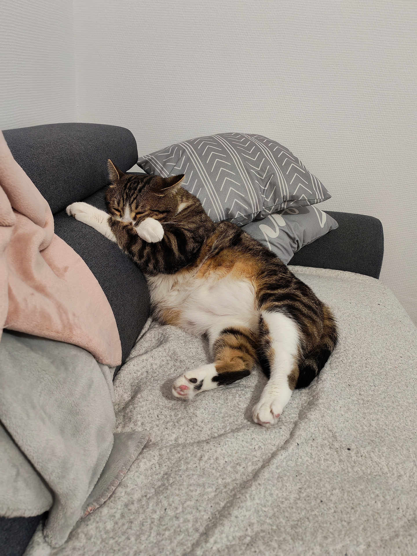 Tao participe au concours pour gagner de l'argent avec cette photo : cat, tabby, sleeping, couch, pillows, blanket, indoor, pet, feline, resting, cozy, fur, paw, whiskers, comfortable, home, relaxing, cute, animal, domestic