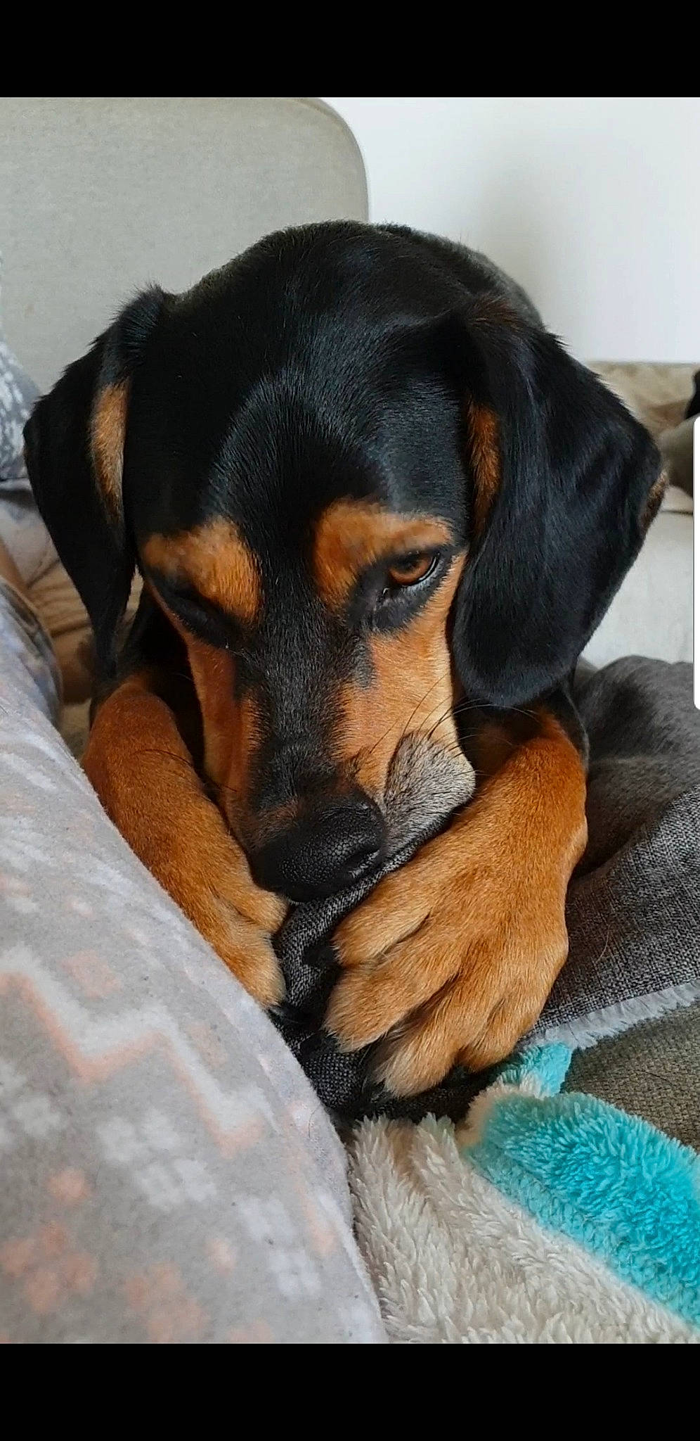 Floky participe au concours pour gagner de l'argent avec cette photo : austrian_black_and_tan_hound, black_and_tan_coonhound, canidae, carnivore, companion_dog, dog, dog_breed, hellenikos_ichnilatis, hound, huntaway, hunting_dog, mammal, polish_hunting_dog, puppy, rare_breed_dog, smaland_hound, snout, transylvanian_hound, tyrolean_hound, vertebrate