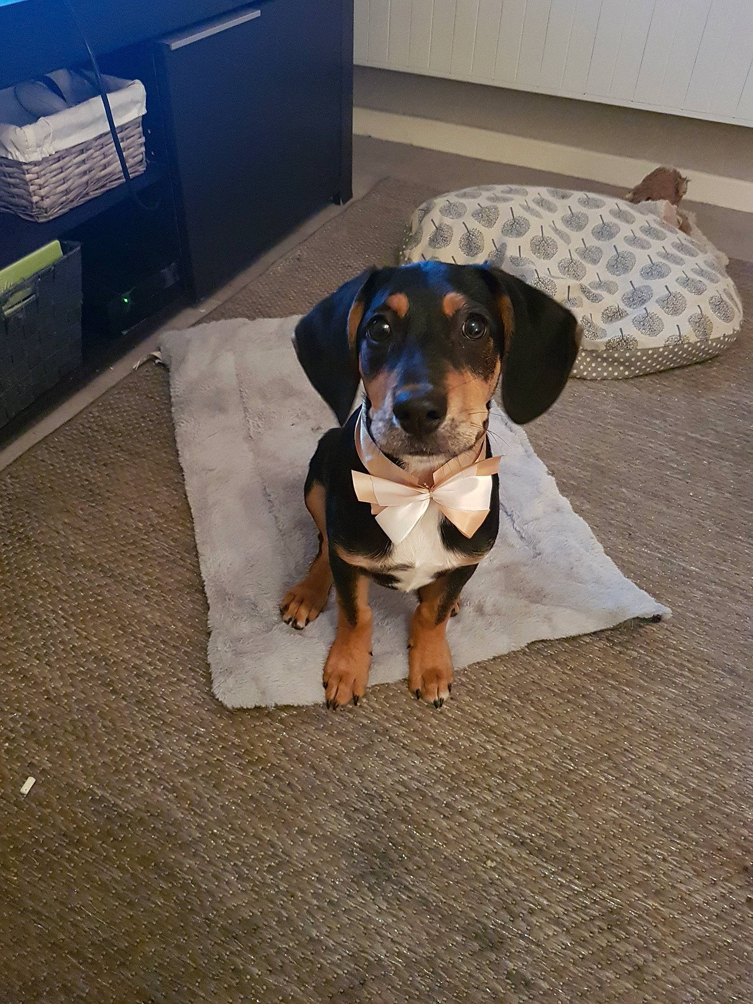 Floky participe au concours pour gagner de l'argent avec cette photo : beagador, canidae, carnivore, coonhound, dachshund, dog, dog_breed, fawn, hellenikos_ichnilatis, hound, hunting_dog, mammal, puppy, rare_breed_dog, smaland_hound, transylvanian_hound, tyrolean_hound, vertebrate