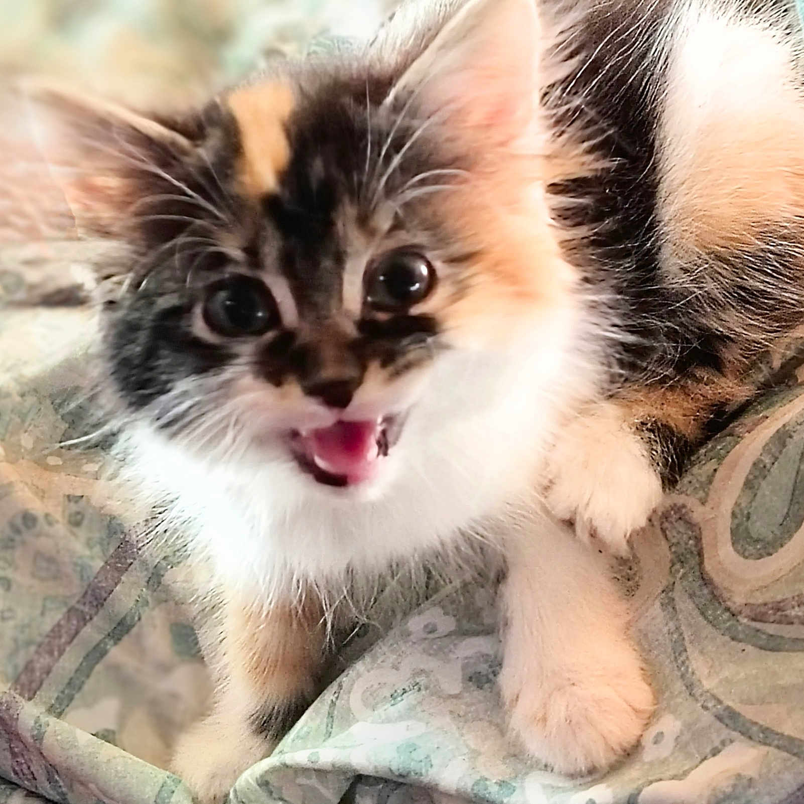 Whippette is registered to the contest to win money with this photo: abyssinian, animal, blanket, bodypart, cat, couch, cushion, face, furniture, head, kitten, manx, mouth, person, pet, photography, portrait, siamese, teeth, tongue