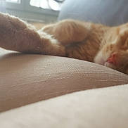 Pins a rejoint le concours — aidez-le/la à gagner de superbes lots ! cat, orange_tabby, paw, couch, indoor, relaxed, sleepy, close_up, pet, feline, fur, resting, cozy, home, soft_light, animal, mammal, whiskers, nose, laying_down