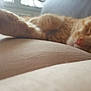 cat, orange_tabby, paw, couch, indoor, relaxed, sleepy, close_up, pet, feline, fur, resting, cozy, home, soft_light, animal, mammal, whiskers, nose, laying_down