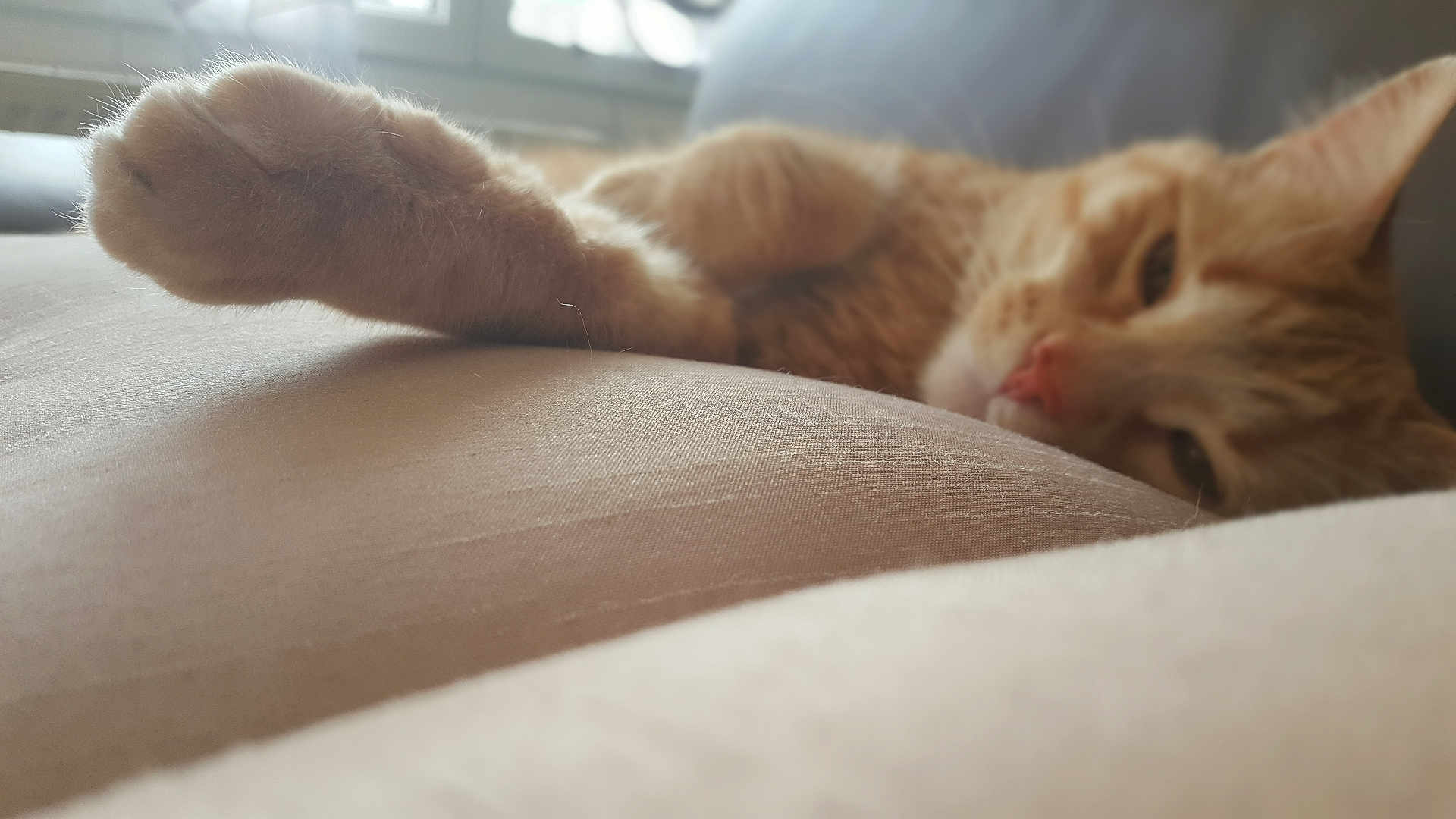 Pins a rejoint le concours — aidez-le/la à gagner de superbes lots ! cat, orange_tabby, paw, couch, indoor, relaxed, sleepy, close_up, pet, feline, fur, resting, cozy, home, soft_light, animal, mammal, whiskers, nose, laying_down
