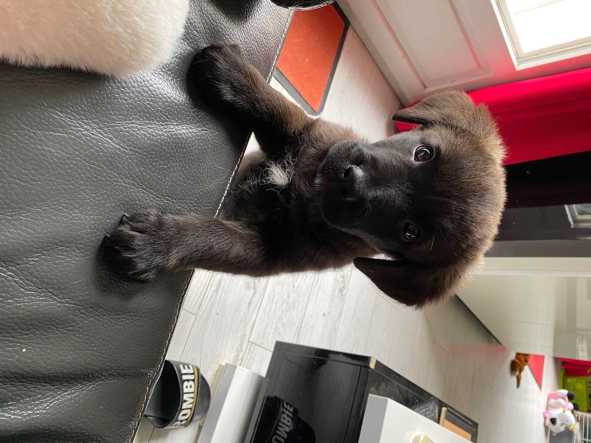 Rêve a rejoint le concours — aidez-le/la à gagner de superbes lots ! canidae, carmine, carnivore, comfort, companion_dog, dog_breed, felidae, flooring, foot, fur, gesture, human_leg, leg, small_to_medium_sized_cats, snout, sporting_group, tail, terrestrial_animal, thigh, toy