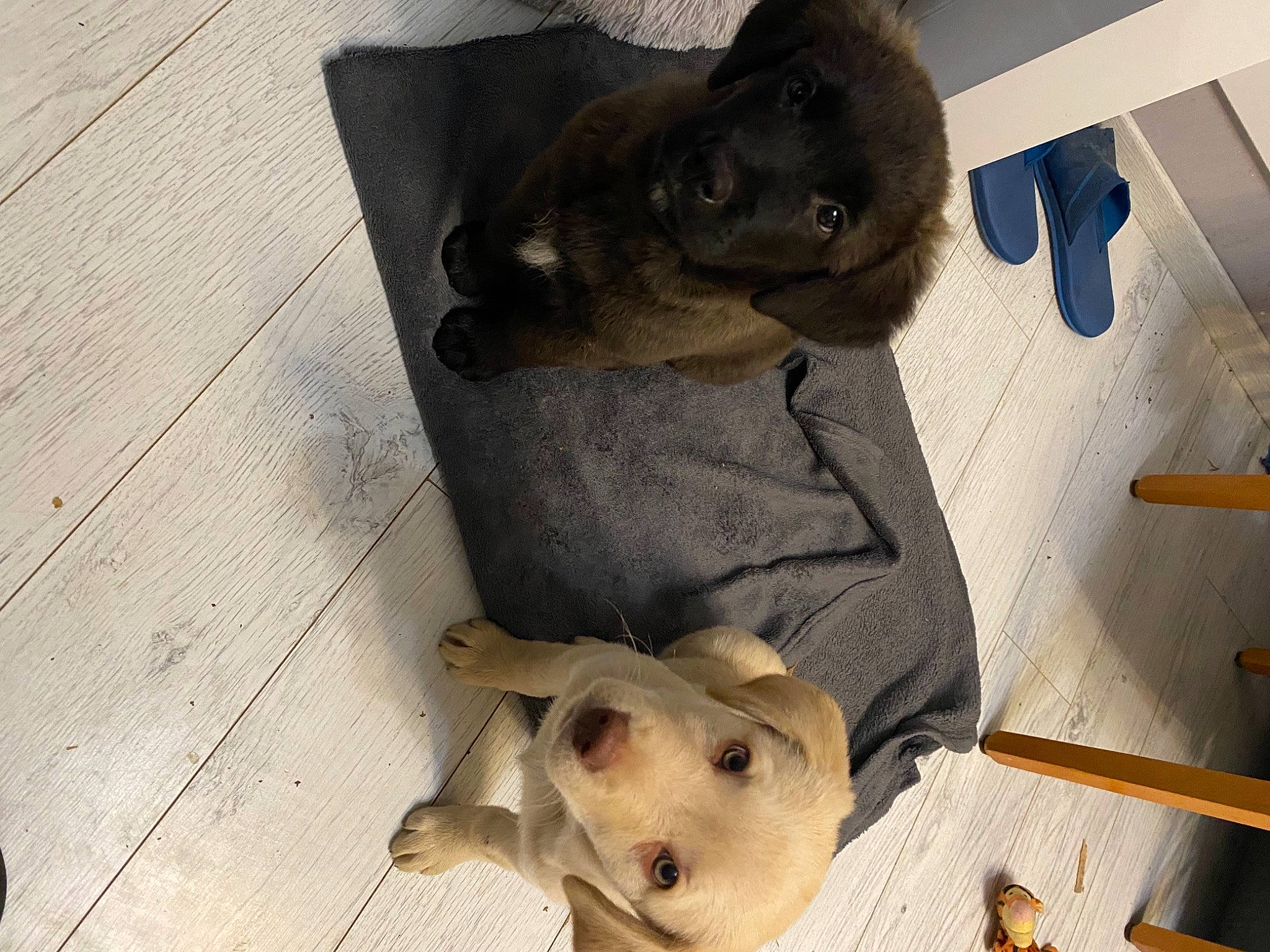 Rêve participe au concours pour gagner de l'argent avec cette photo : animal_shelter, canidae, carnivore, comfort, companion_dog, dog, dog_breed, dog_supply, fawn, flooring, fur, hardwood, liver, pet_supply, snout, sporting_group, tail, terrestrial_animal, wood, working_animal