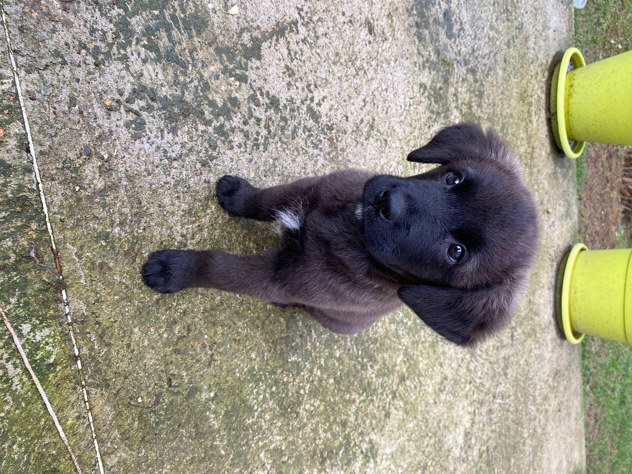 Rêve a rejoint le concours — aidez-le/la à gagner de superbes lots ! canidae, carnivore, companion_dog, dog, dog_breed, fur, grass, guard_dog, road_surface, shadow, snout, sporting_group, tail, terrestrial_animal, working_animal