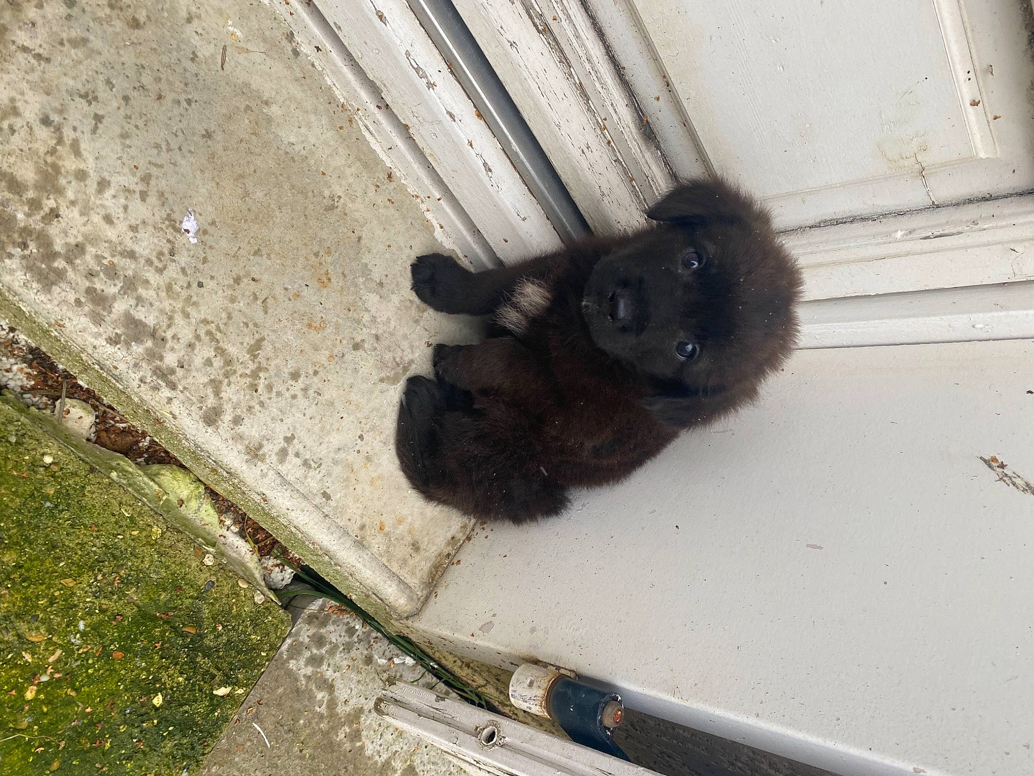 Rêve a rejoint le concours — aidez-le/la à gagner de superbes lots ! asphalt, canidae, claw, companion_dog, concrete, curb, dog_breed, foot, fur, grass, paw, road_surface, sidewalk, small_to_medium_sized_cats, snout, sporting_group, tail, terrestrial_animal, wood