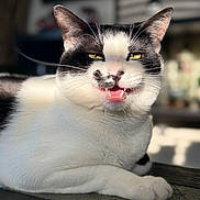 Milo is registered to the contest to win money with this photo: cat, black_and_white, feline, pet, animal, whiskers, teeth, paw, close_up, indoor, sunlight, fur, relaxed, sitting, portrait, cute, domestic, mammal, table, shadow