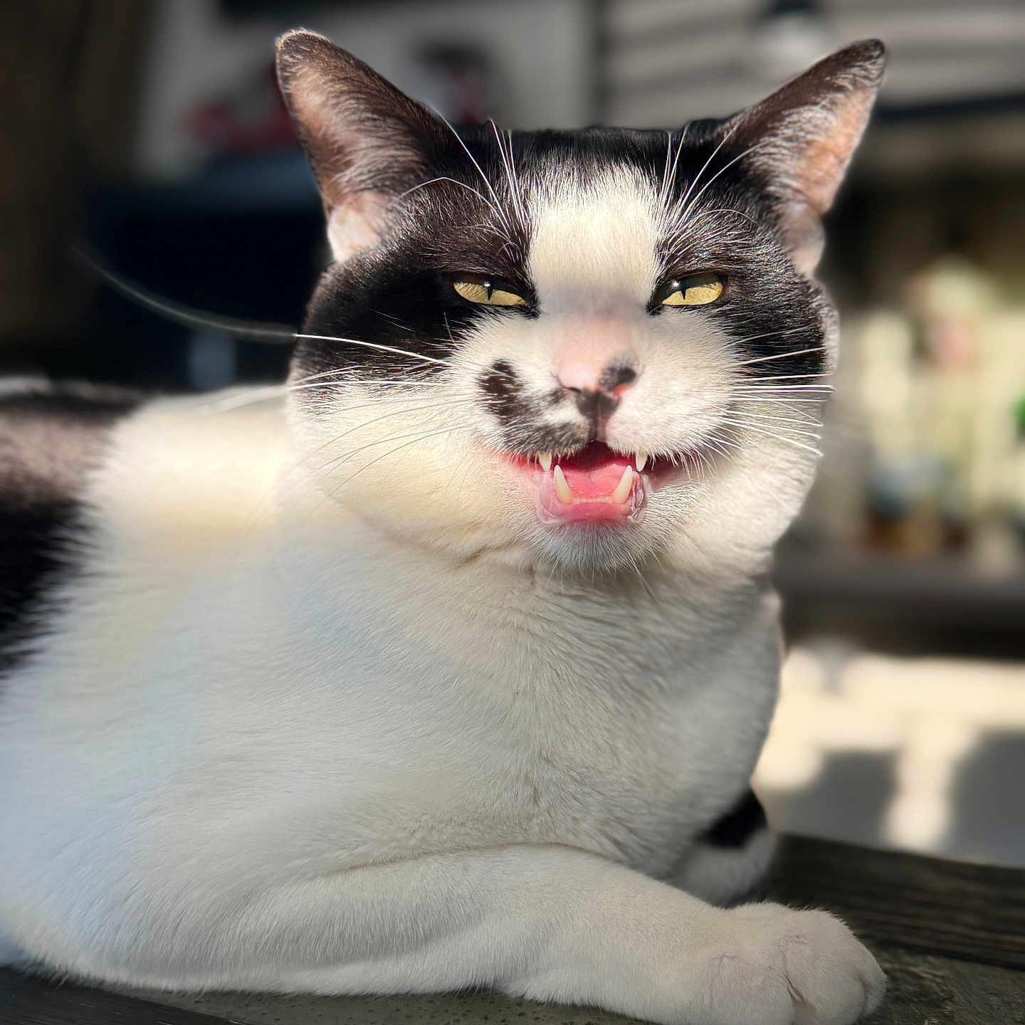 Milo is registered to the contest to win money with this photo: animal, black_and_white, cat, close_up, cute, domestic, feline, fur, indoor, mammal, paw, pet, portrait, relaxed, shadow, sitting, sunlight, table, teeth, whiskers
