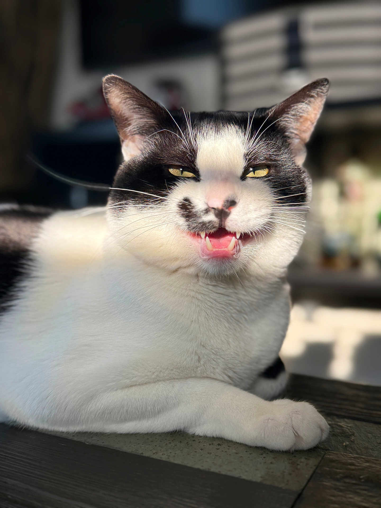 Milo is registered to the contest to win money with this photo: cat, black_and_white, feline, pet, animal, whiskers, teeth, paw, close_up, indoor, sunlight, fur, relaxed, sitting, portrait, cute, domestic, mammal, table, shadow