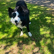 Missy participe au concours pour gagner de l'argent avec cette photo : animal, black_and_white, border_collie, canine, car, daytime, dog, ears_up, friendly, grass, nature, outdoor, park, pet, shadow, sidewalk, smiling, sunlight, vehicle, walking_path