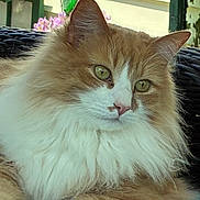 Buff joined the competition — help win amazing prizes! cat, fluffy, orange, white, pet, cushion, outdoor, garden, gnome, relaxed, animal, portrait, feline, closeup, paw, green_eyes, house_siding, decor, resting, cute