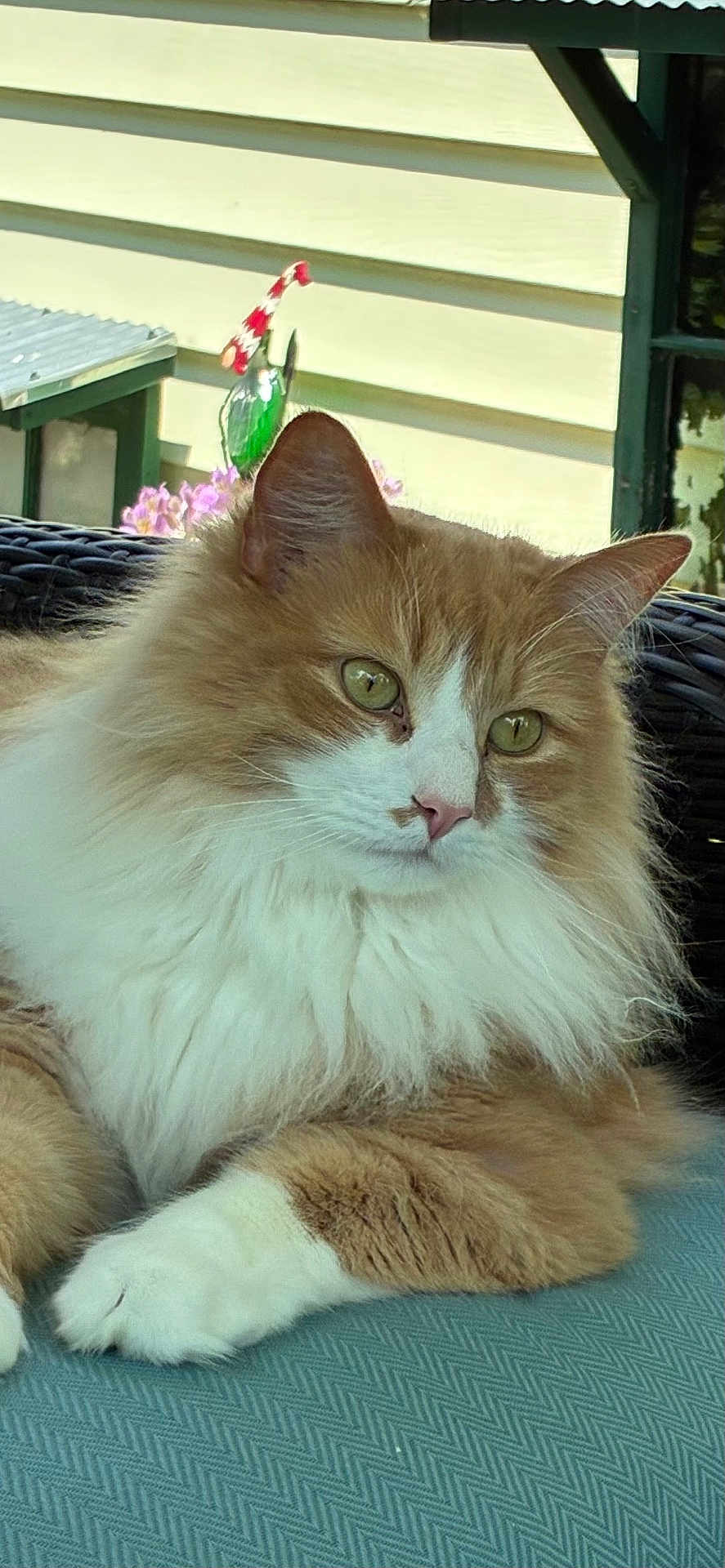 Buff joined the competition — help win amazing prizes! cat, fluffy, orange, white, pet, cushion, outdoor, garden, gnome, relaxed, animal, portrait, feline, closeup, paw, green_eyes, house_siding, decor, resting, cute