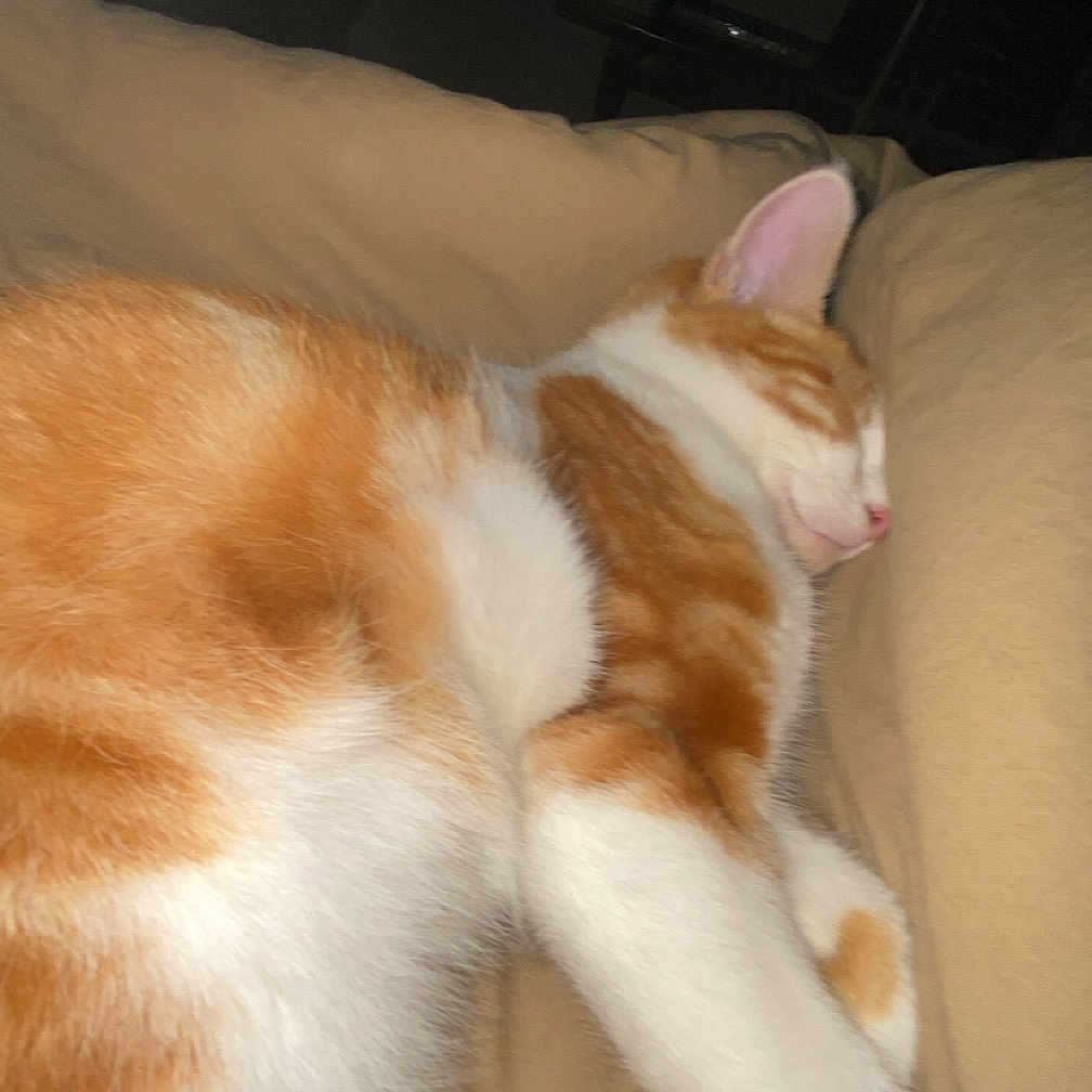 Curry a rejoint le concours — aidez-le/la à gagner de superbes lots ! abyssinian, animal, architecture, bed, blanket, building, cat, chair, couch, cushion, furniture, homedecor, indoors, kitten, livingroom, manx, person, pet, room, sleeping