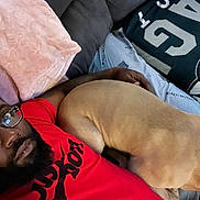 Draco joined the competition — help win amazing prizes! beard, black_and_white, blanket, brown_dog, couch, cozy, cuddling, dog, glasses, home, indoor, large_dog, man, person, pet, pillow, portrait, red_shirt, relaxed, sleeping