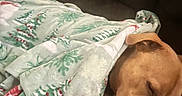Draco is registered to the contest to win money with this photo: blanket, brown_dog, closed_eyes, couch, cozy, dog, floppy_ears, holiday_blanket, home, indoors, nap, peaceful, pet, portrait, relaxed, resting, sleeping, snout, soft, warm