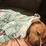 blanket, brown_dog, closed_eyes, couch, cozy, dog, floppy_ears, holiday_blanket, home, indoors, nap, peaceful, pet, portrait, relaxed, resting, sleeping, snout, soft, warm