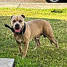 Draco is registered to the contest to win money with this photo: alert, animal, brown_dog, canine, collar, dog, grass, happy, lawn, leash, muscular, outdoor, parked_car, pet, portrait, sidewalk, standing, suburban, sunlight, tongue_out