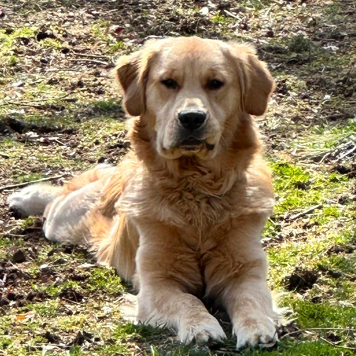 Romeo joined the competition — help win amazing prizes! animal, ball, canine, dog, field, goldenretriever, grass, grassland, grove, land, nature, outdoors, pet, plant, puppy, rock, soil, tree, vegetation, woodland