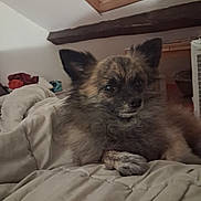 Ivar participe au concours pour gagner de l'argent avec cette photo : dog, small_dog, fluffy, fur, brown_fur, black_face, pointed_ears, pet, animal, portrait, sitting, bed, blanket, bedroom, indoors, cozy, skylight, wooden_beam, home, cute