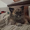dog, small_dog, fluffy, fur, brown_fur, black_face, pointed_ears, pet, animal, portrait, sitting, bed, blanket, bedroom, indoors, cozy, skylight, wooden_beam, home, cute