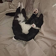 Jérôme a rejoint le concours — aidez-le/la à gagner de superbes lots ! cat, black_and_white_cat, pet, animal, indoors, bed, bedding, blanket, bedroom, sleeping, relaxed, lying_down, upside_down, paw, paw_pads, pink_nose, whiskers, black_fur, white_fur, cozy