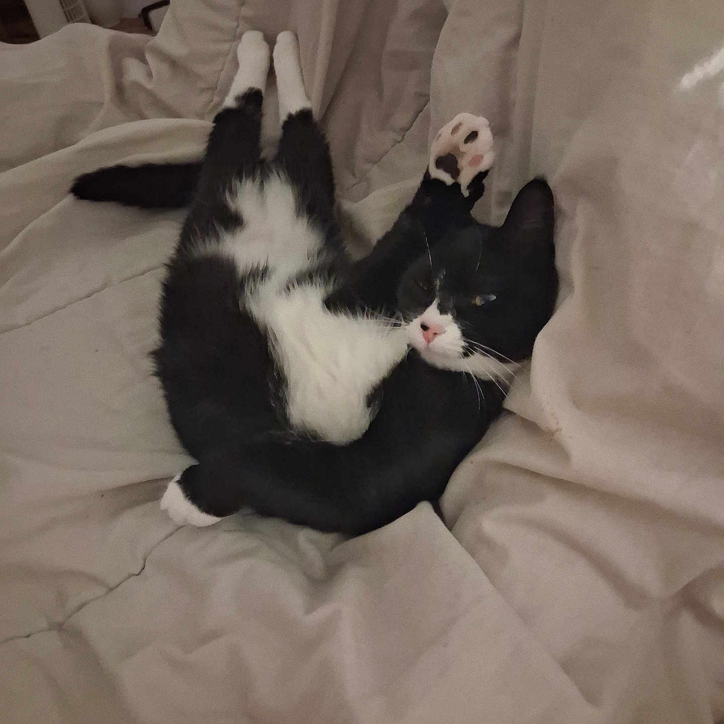 Jérôme a rejoint le concours — aidez-le/la à gagner de superbes lots ! cat, black_and_white_cat, pet, animal, indoors, bed, bedding, blanket, bedroom, sleeping, relaxed, lying_down, upside_down, paw, paw_pads, pink_nose, whiskers, black_fur, white_fur, cozy