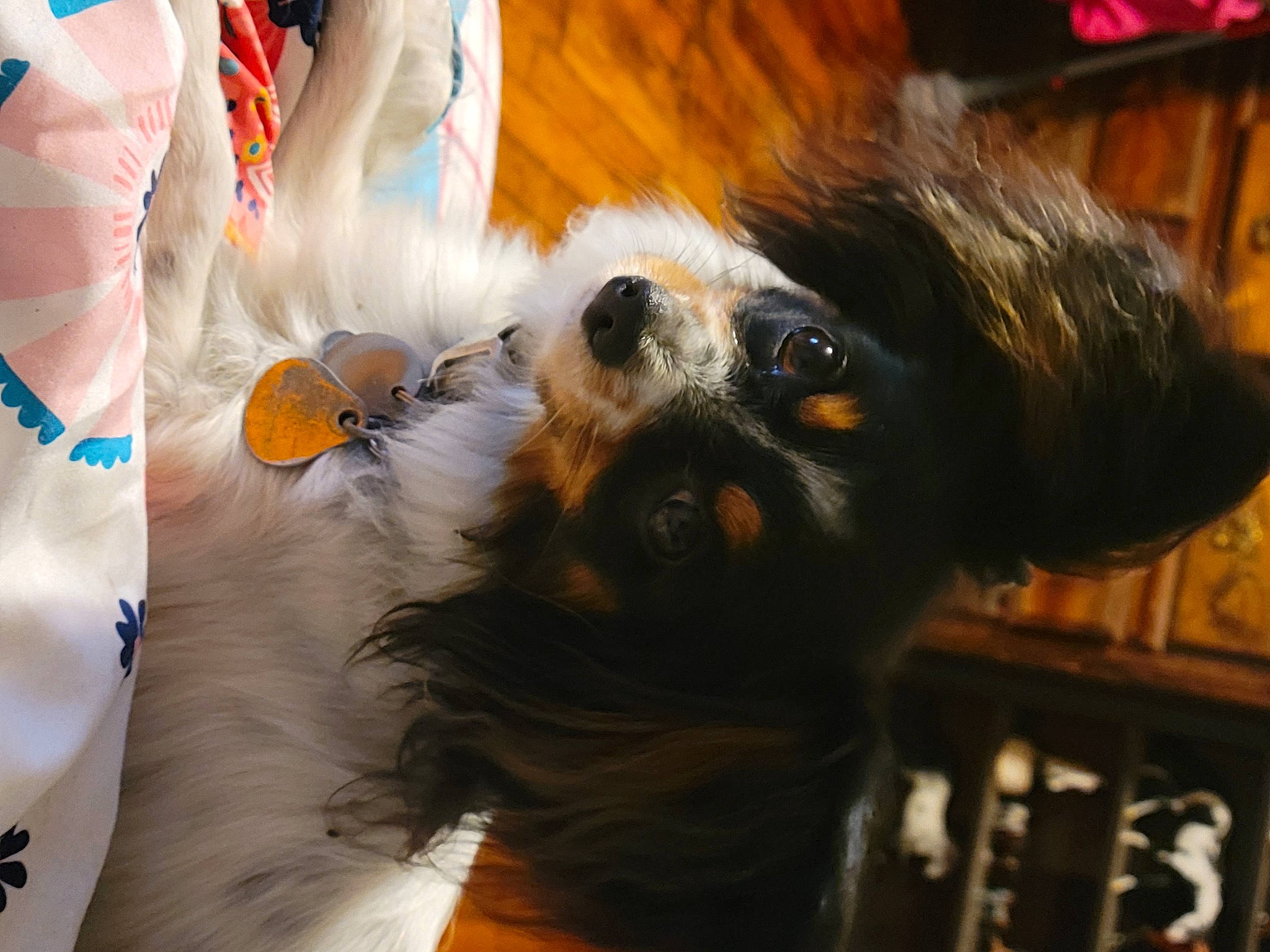 Bee joined the competition — help win amazing prizes! canidae, carnivore, companion_dog, dog, dog_breed, dog_collar, dog_supply, eyewear, fawn, fur, glove, mammal, paw, snout, sporting_group, sunglasses, toy_dog, vertebrate, whiskers, working_animal