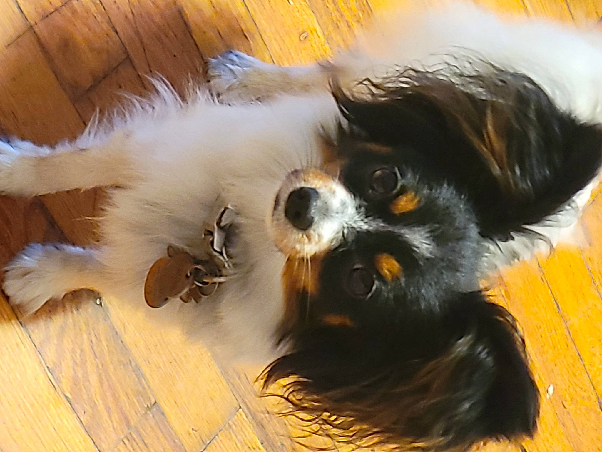 Bee is registered to the contest to win money with this photo: canidae, carnivore, companion_dog, dog, dog_breed, dog_supply, fur, hardwood, liver, natural_material, snout, sporting_group, tail, terrestrial_animal, toy_dog, wood, working_animal, working_dog