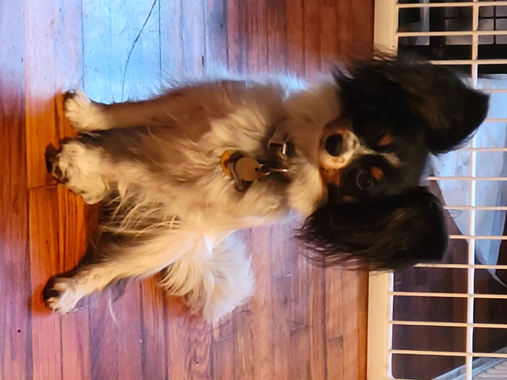 Bee is registered to the contest to win money with this photo: canidae, carnivore, companion_dog, dog, dog_breed, fawn, felidae, fur, german_spitz, hardwood, liver, paw, pet_supply, small_to_medium_sized_cats, snout, sporting_group, tail, toy_dog, whiskers, wood