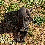 Beau joined the competition — help win amazing prizes! dog, black_dog, outdoor, leash, grass, sunlight, animal, pet, canine, laying_down, ears, eyes, tail, collar, nature, daylight, ground, fur, muzzle, watchful