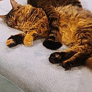 Macie-Gray joined the competition — help win amazing prizes! cat, tabby_cat, sleeping, resting, feline, pet, indoor, blanket, cozy, fur, tail, whiskers, paw, domestic_animal, animal, relaxation, bedroom, soft, cute, companion