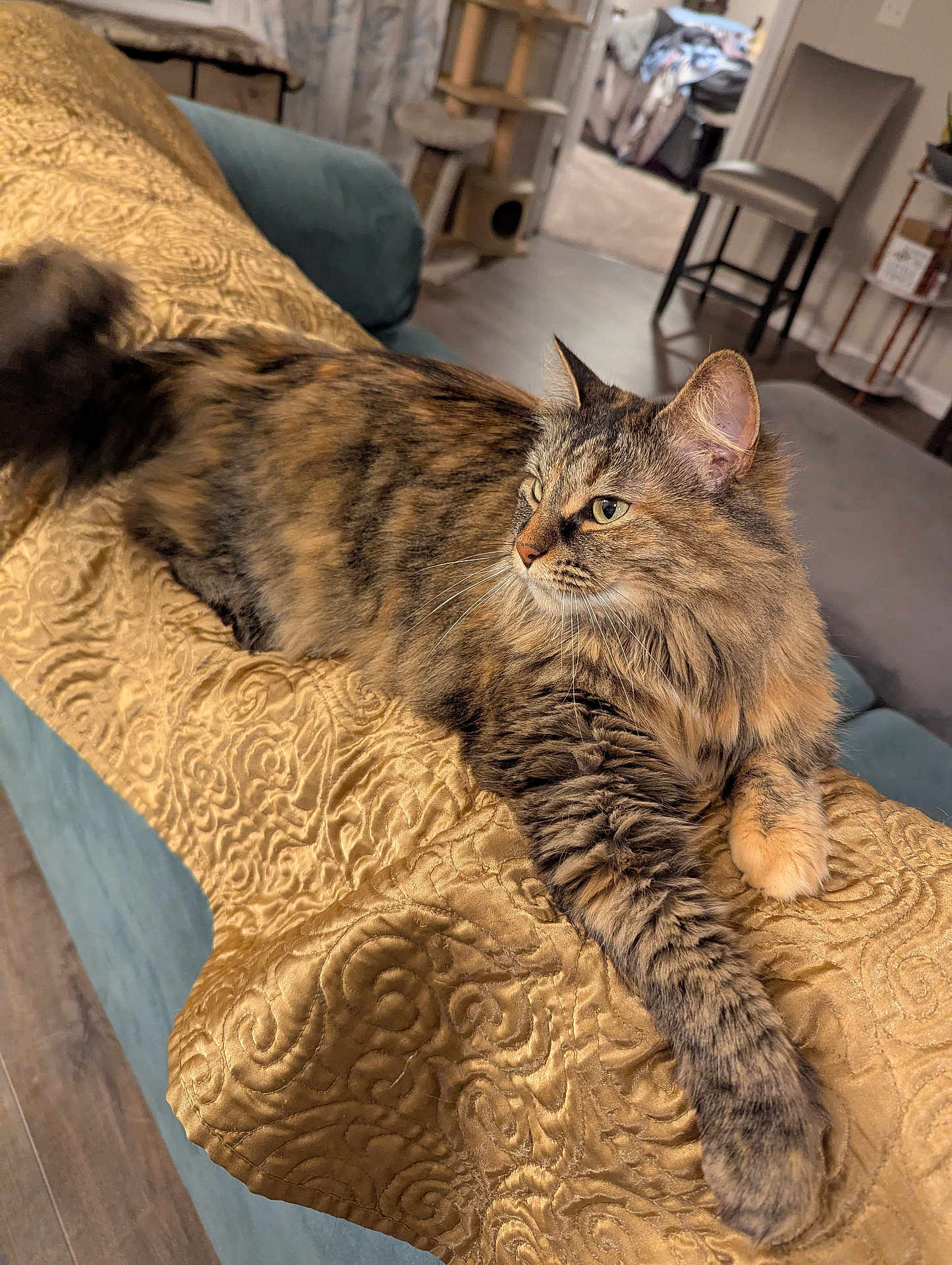Macie-Gray is registered to the contest to win money with this photo: cat, tabby, fluffy, feline, pet, indoor, couch, blanket, golden, patterned, fur, relaxed, home, furniture, wooden_floor, cat_tree, window, curtains, chair, cozy