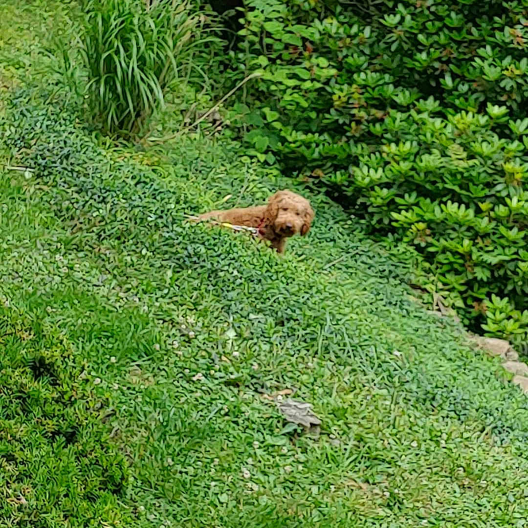 Charlie joined the competition — help win amazing prizes! animal, backyard, canine, dog, grass, herbal, herbs, land, lawn, nature, outdoors, pet, plant, puppy, slope, tree, vegetation, woodland, yard, zoo