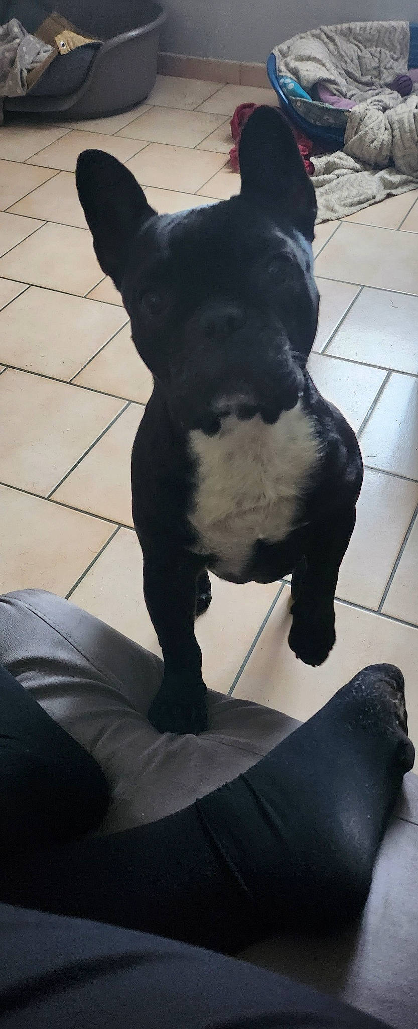 Lina participe au concours pour gagner de l'argent avec cette photo : art, black, canidae, carnivore, comfort, companion_dog, dog, dog_breed, fawn, flooring, foot, human_leg, leg, mammal, pet_supply, snout, sporting_group, tail, whiskers, working_animal