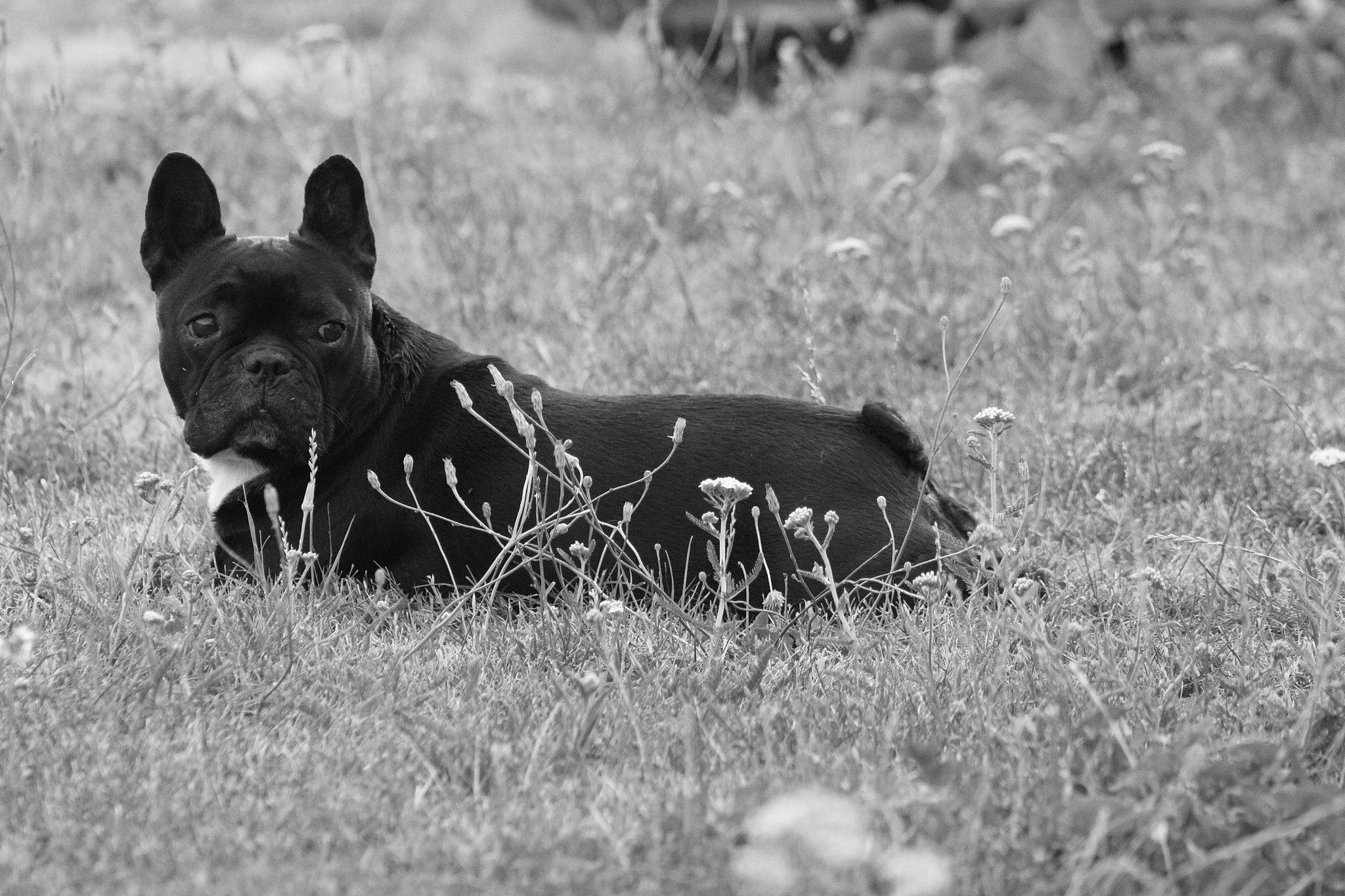Lina a rejoint le concours — aidez-le/la à gagner de superbes lots ! art, canidae, carnivore, dog, dog_breed, fawn, grass, grassland, monochrome, monochrome_photography, non_sporting_group, pasture, plant, snout, sporting_group, tail, terrestrial_animal, wildlife, working_animal, working_dog