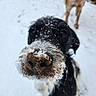 animal, background, black_and_white, blurry, canine, close_up, cold, curious, dog, footprints, fur, mud, nature, nose, outdoor, pet, playful, snow, two_dogs, winter